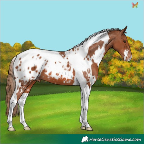 Horse Color:White Spotted Chestnut Tobiano Appaloosa 
