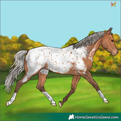 Horse Color:Silver Bay Appaloosa 