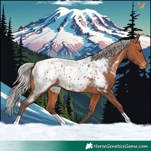 Horse Color:Silver Bay Appaloosa 