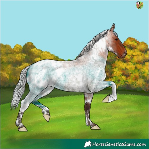 Horse Color:White Spotted Silver Bay Roan 