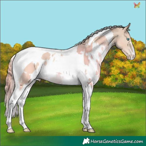Horse Color:White Spotted Smoky Creme Tobiano 