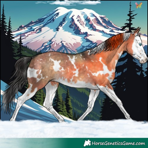 Horse Color:White Spotted Buckskin Dun Splash 