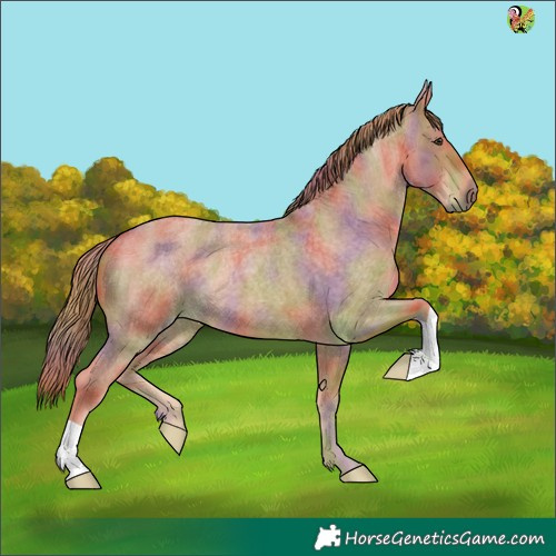 Horse Color:Nacre Red Roan 