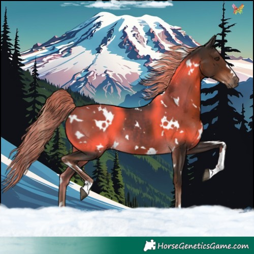 Horse Color:White Spotted Liver Chestnut 