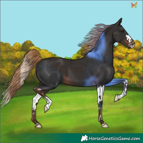 Horse Color:Liver Chestnut Splash 
