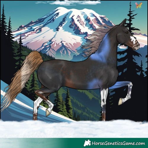 Horse Color:Liver Chestnut Splash 