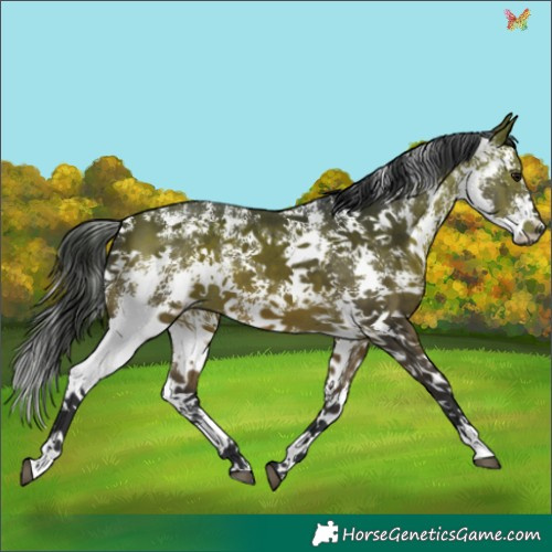 Horse Color:Bay Sabino 