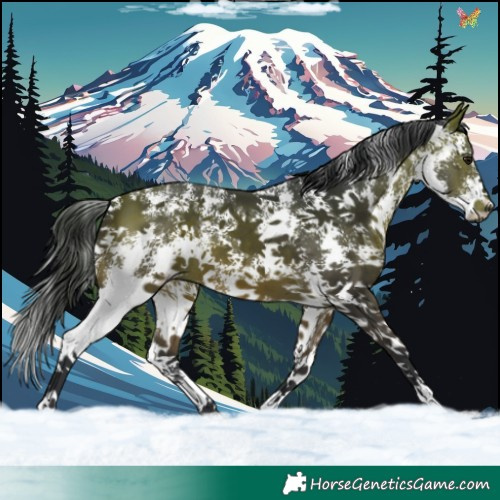 Horse Color:Bay Sabino 