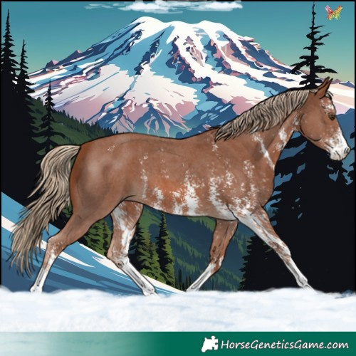 Horse Color:Chestnut Sabino 