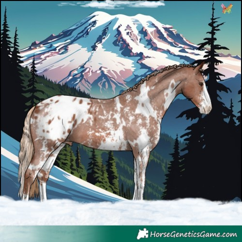Horse Color:White Spotted Chestnut Sabino Appaloosa 
