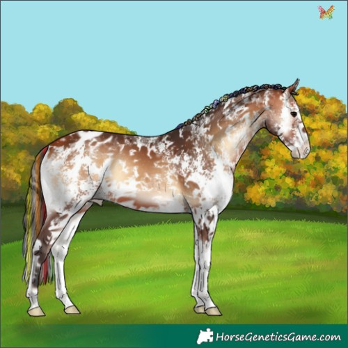Horse Color:Painted Bay Onyx Sabino Appaloosa 