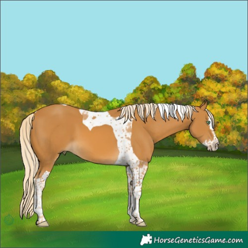 Horse Color:Palomino Splash Tobiano