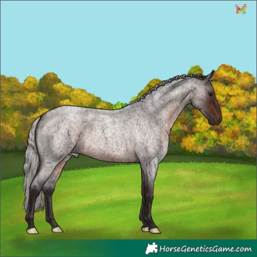 Horse Color:Silver Brown Roan Rabicano 