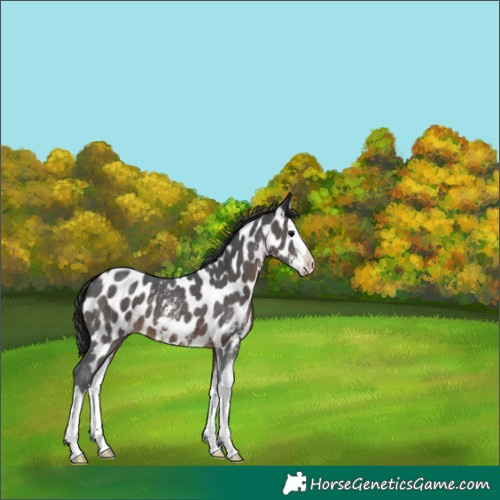 Horse Color:Brown Sabino Splash Near Leopard 