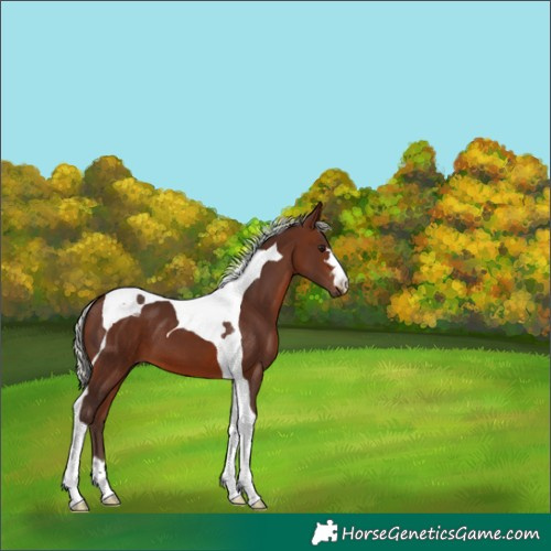 Horse Color:Silver Brown Tobiano 