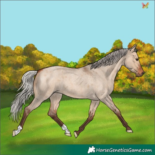 Horse Color:Silver Bay Roan Dun 