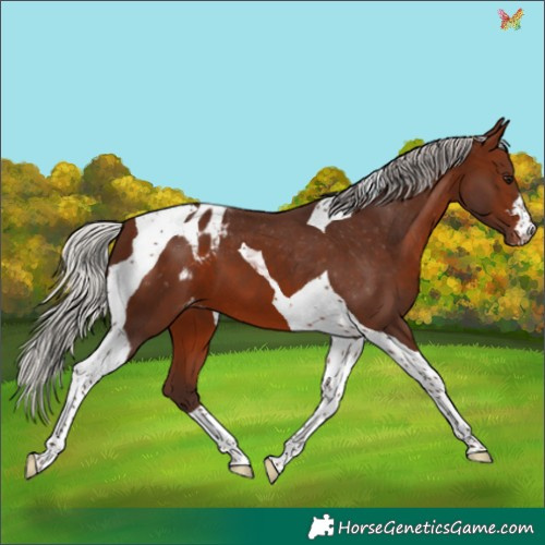 Horse Color:Silver Brown Tobiano Appaloosa