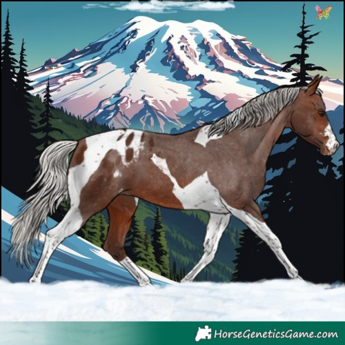 Horse Color:Silver Brown Tobiano Blanket 
