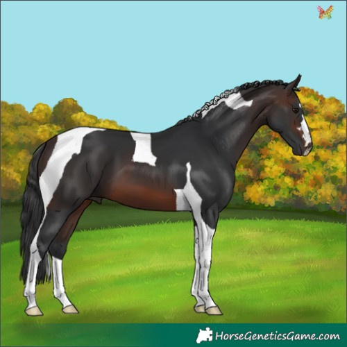 Horse Color:Brown Tobiano 