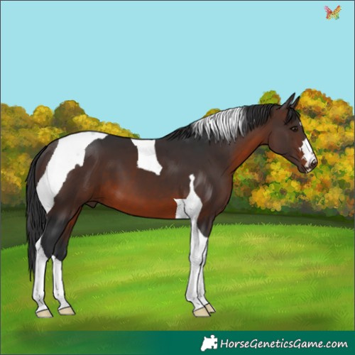 Horse Color:Brown Tobiano 