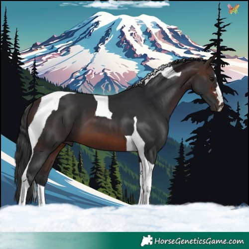 Horse Color:Brown Tobiano 
