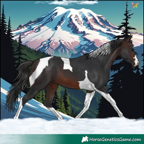 Horse Color:Brown Tobiano 