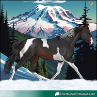 Horse Color:Brown Tobiano 