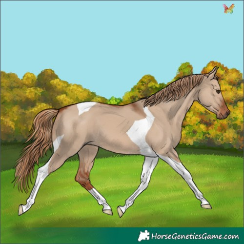 Horse Color:Red Dun Tobiano 