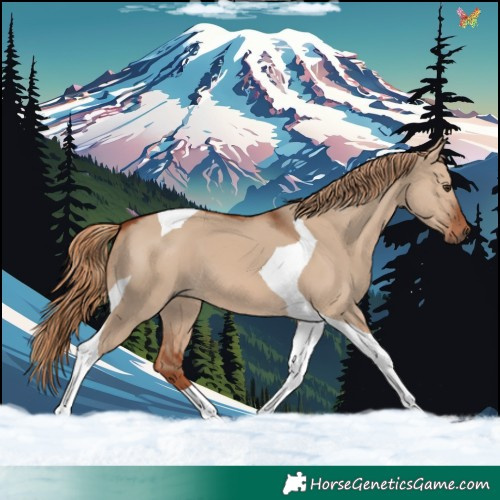 Horse Color:Red Dun Tobiano 