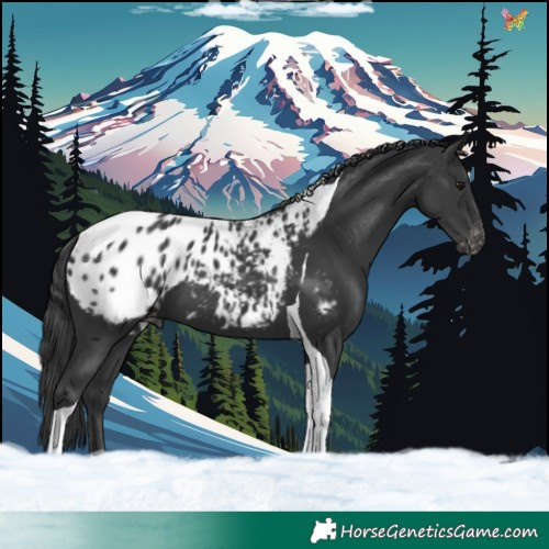 Horse Color:Black Tobiano Appaloosa 