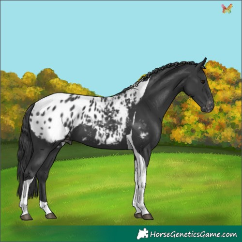 Horse Color:Black Tobiano Appaloosa 