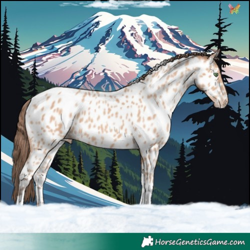 Horse Color:Amber Champagne Tobiano Near Leopard 