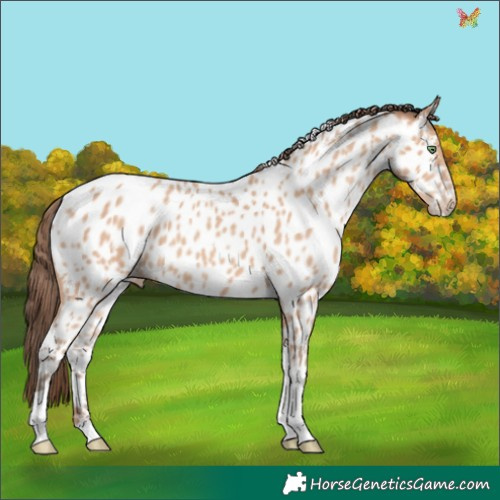Horse Color:Amber Champagne Tobiano Appaloosa 