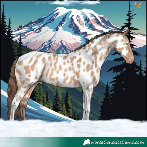 Horse Color:Amber Champagne Tobiano Appaloosa 