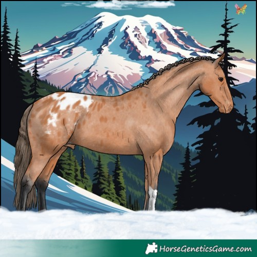 Horse Color:Bay Tobiano Appaloosa 