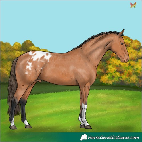 Horse Color:Bay Tobiano Appaloosa 