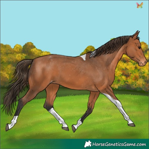 Horse Color:Bay Tobiano Appaloosa 