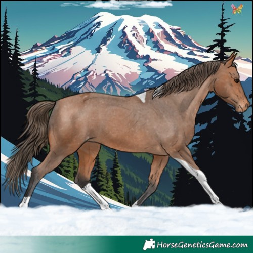 Horse Color:Bay Tobiano Appaloosa 