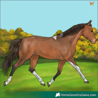 Horse Color:Bay Tobiano Appaloosa 