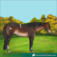 Horse Color:Bay Tobiano Rabicano
