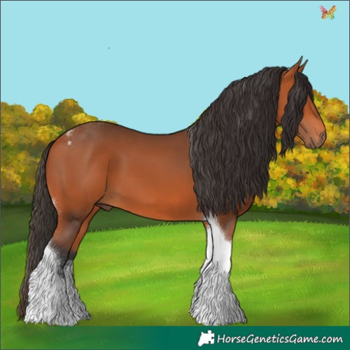 Horse Color:Bay Tobiano 