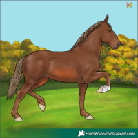 Horse Color:Chestnut 