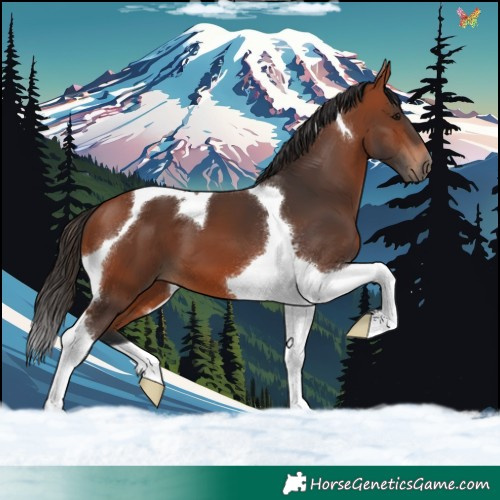 Horse Color:Bay Tobiano 