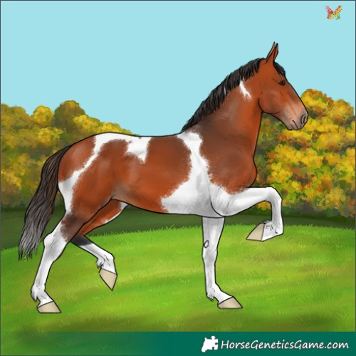 Horse Color:Bay Tobiano