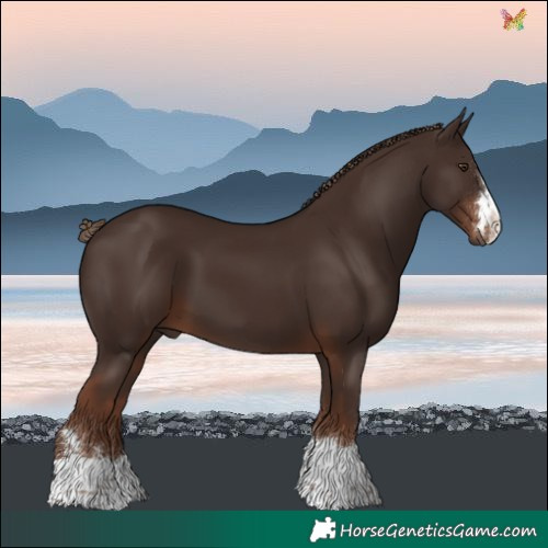Horse Color:Liver Chestnut 