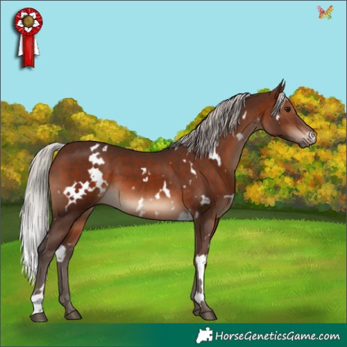 Horse Color:White Spotted Silver Brown 