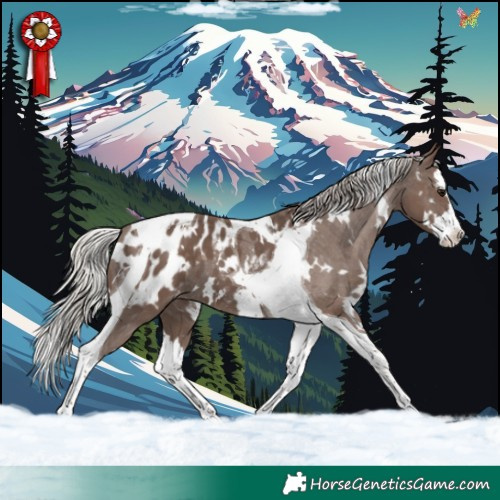 Horse Color:White Spotted Silver Black Splash Tobiano Appaloosa 