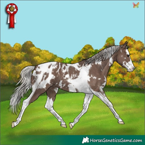 Horse Color:White Spotted Silver Black Splash Tobiano Appaloosa
