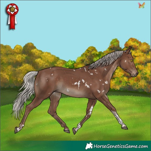 Horse Color:White Spotted Silver Black Tobiano