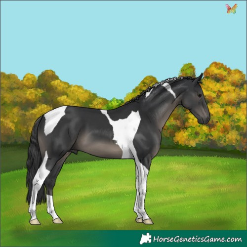 Horse Color:Black Tobiano